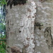 Square