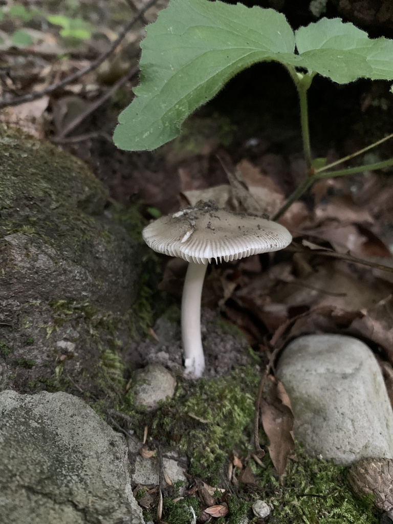 Amanita Sect Vaginatae From Mendon Ponds Park Honeoye Falls Ny Us