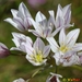 Allium trifoliatum - Photo (c) Valter Jacinto, όλα τα δικαιώματα διατηρούνται