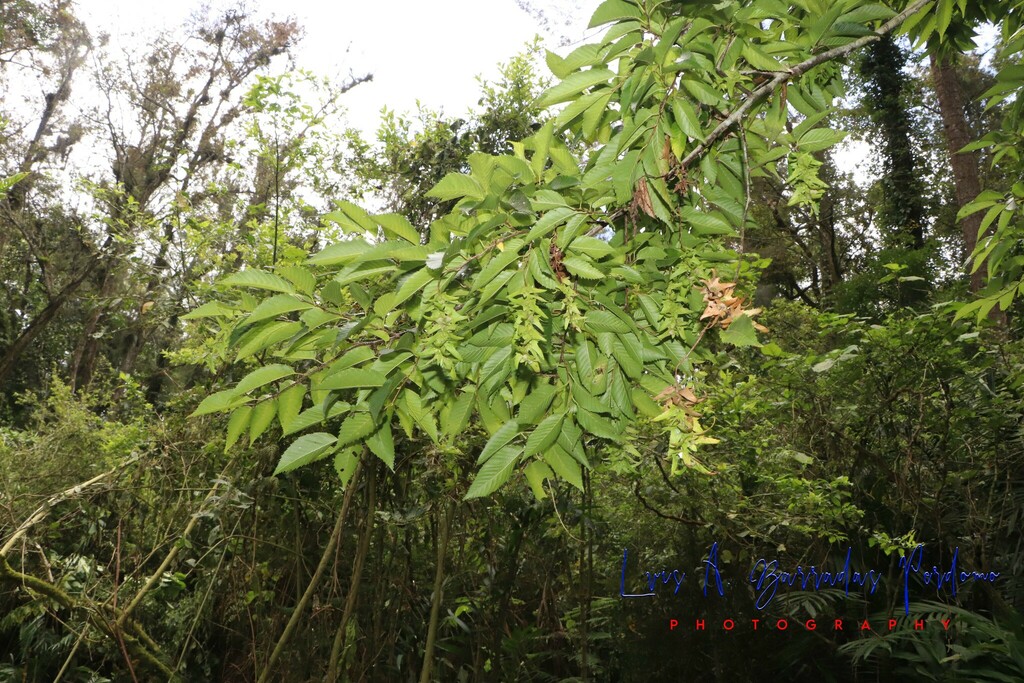 Mexican Hornbeam From Parque Ecol Gico Macuilt Petl Progreso