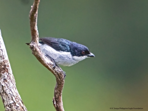 Lista De Comprobaci N De Quirino Inaturalist Mexico