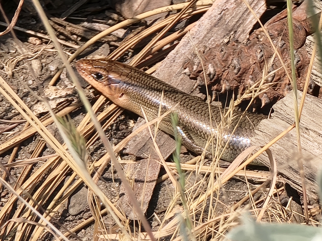 Gilbert S Skink From Tuolumne County US CA US On July 10 2022 At 03