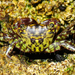 Mottled Shore Crab - Photo (c) Valter Jacinto, all rights reserved