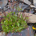 Epilobium anagallidifolium - Photo (c) Wendy Feltham, todos los derechos reservados, uploaded by Wendy Feltham