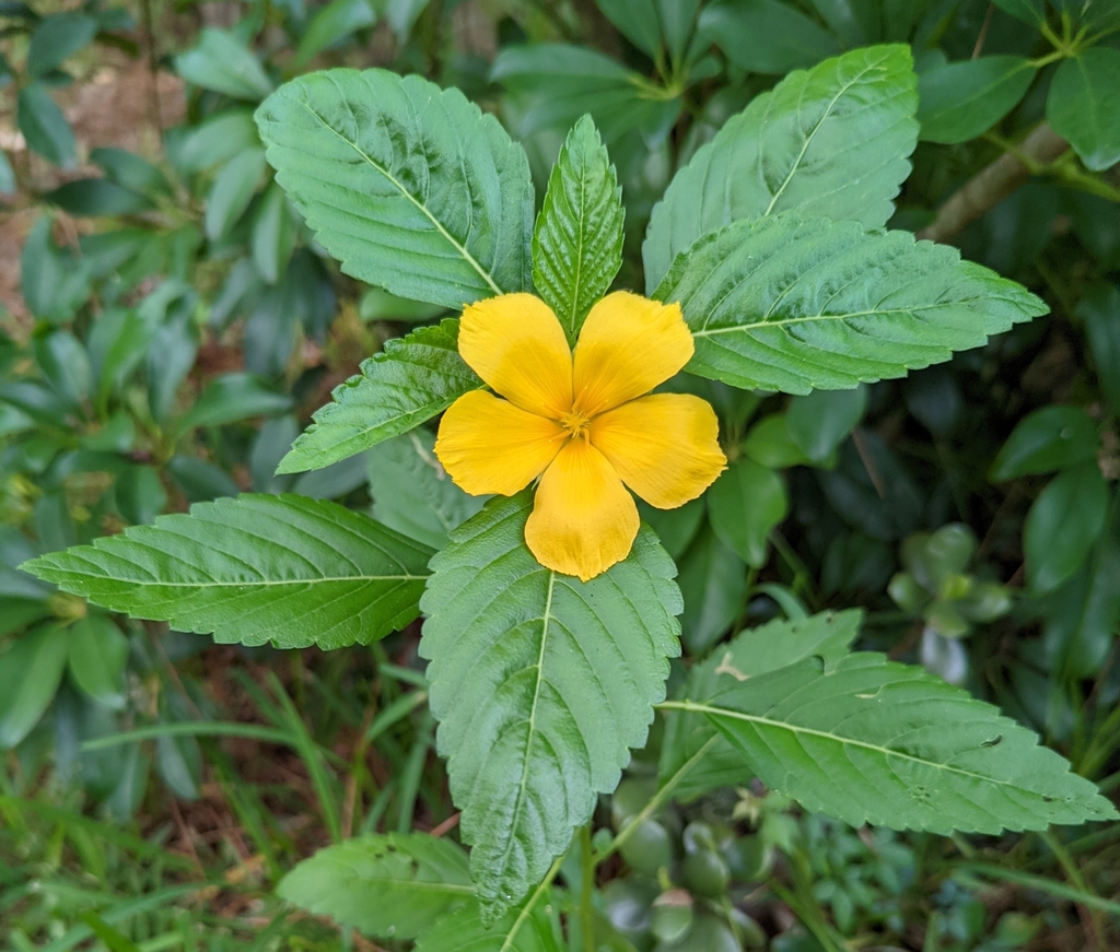 Turnera From Gainesville FL 32608 USA On July 14 2022 At 08 14 AM By