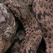 Mottled Rock Rattlesnake - Photo (c) David Burkart, all rights reserved