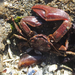 Flattop Crab - Photo (c) Wendy Feltham, all rights reserved, uploaded by Wendy Feltham