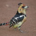 Southern Crested Barbet - Photo (c) Johnny Wilson, all rights reserved, uploaded by Johnny Wilson