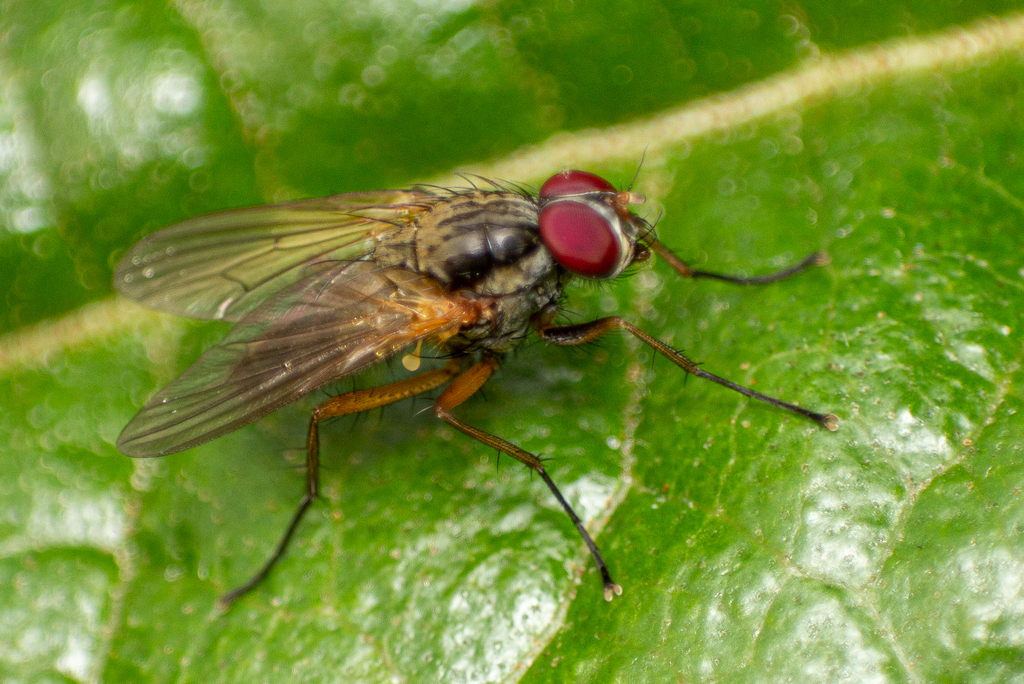 Eutrichota Lipsia From Fort George New York Ny Usa On July