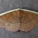 White Edge Moth - Photo (c) John Ratzlaff, all rights reserved, uploaded by J. Allen Ratzlaff