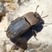Dusty Surface Beetles - Photo (c) Valter Jacinto, all rights reserved