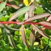 Euphorbia clementei - Photo (c) Valter Jacinto, όλα τα δικαιώματα διατηρούνται
