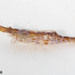 Sargassum Shrimp - Photo (c) justinscioli, all rights reserved, uploaded by justinscioli
