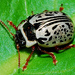 Common Willow Calligrapher Beetle - Photo (c) North Branch Nature Center, all rights reserved, uploaded by North Branch Nature Center