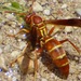 Southern Paper Wasp - Photo (c) Tonja Hamel, all rights reserved, uploaded by Tonja Hamel