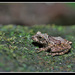 Square