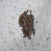 Myotis austroriparius - Photo (c) Leigh Stuemke, כל הזכויות שמורות, uploaded by Leigh Stuemke