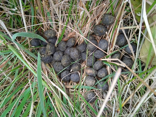 Colombian Tapeti Sylvilagus Salentus Inaturalist