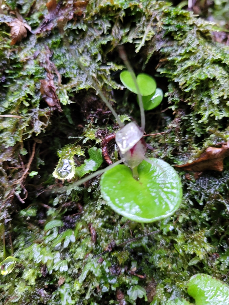 Corybas Hatchii From Point Elizabeth Greymouth New Zealand On July 20