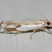 Crambus - Photo (c) Larry Clarfeld, some rights reserved (CC BY-NC), uploaded by Larry Clarfeld