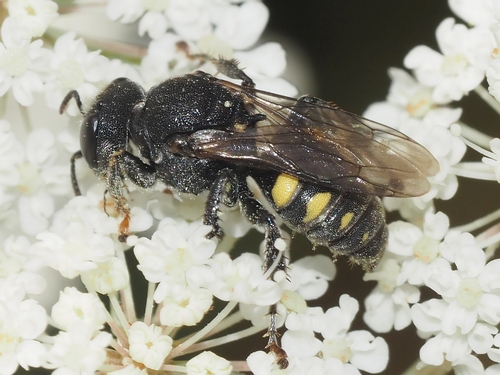 Oxybelus Mucronatus INaturalist