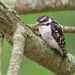 Downy Woodpecker - Photo (c) Jessica Weinberg McClosky, all rights reserved