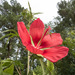 Scarlet Rosemallow - Photo (c) Chris Goforth, all rights reserved, uploaded by Chris Goforth