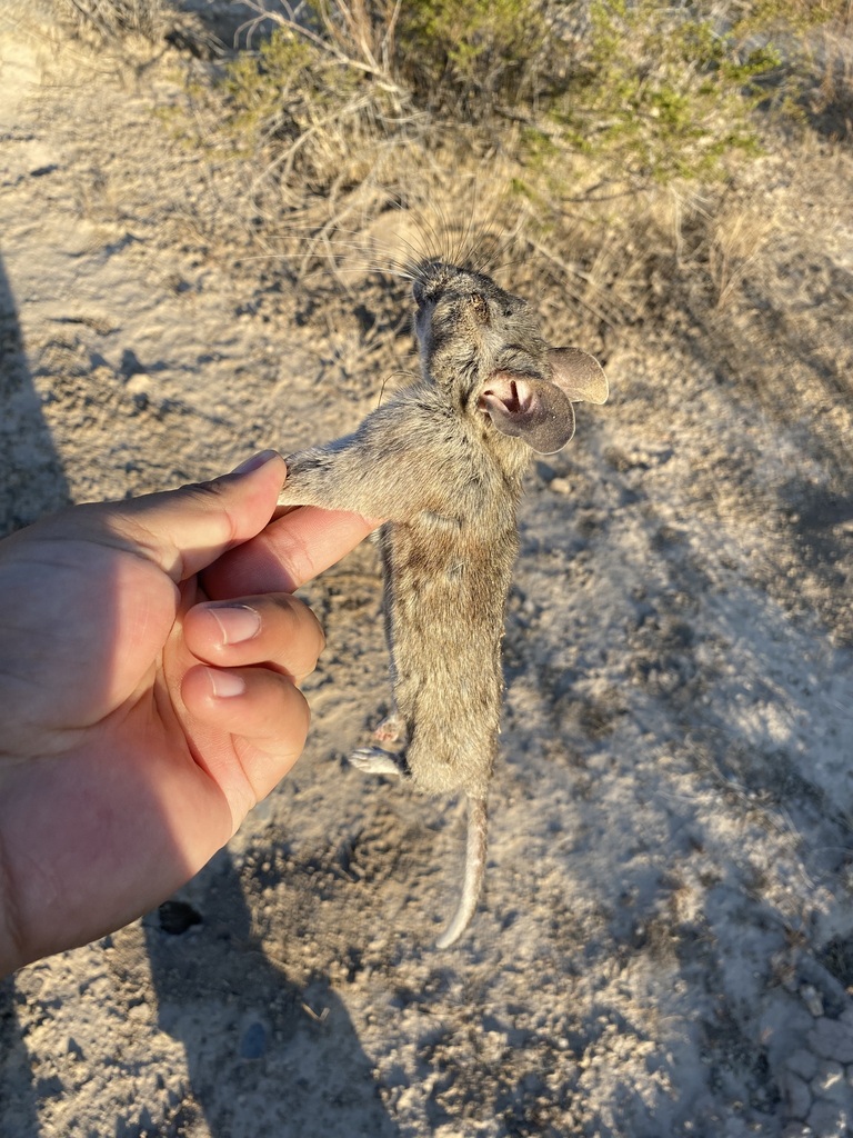 White Toothed Woodrat From Mazapil Zac M Xico On July At