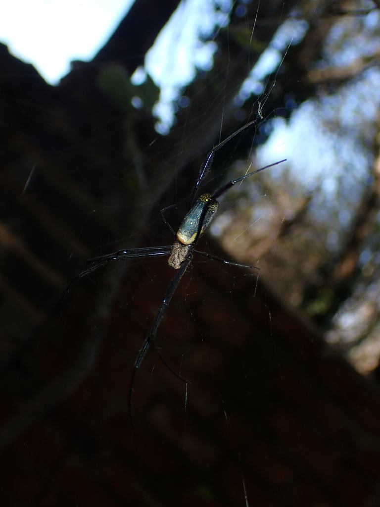 Hairy Golden Orb Weaving Spider From Dr Kenneth Kaunda North West