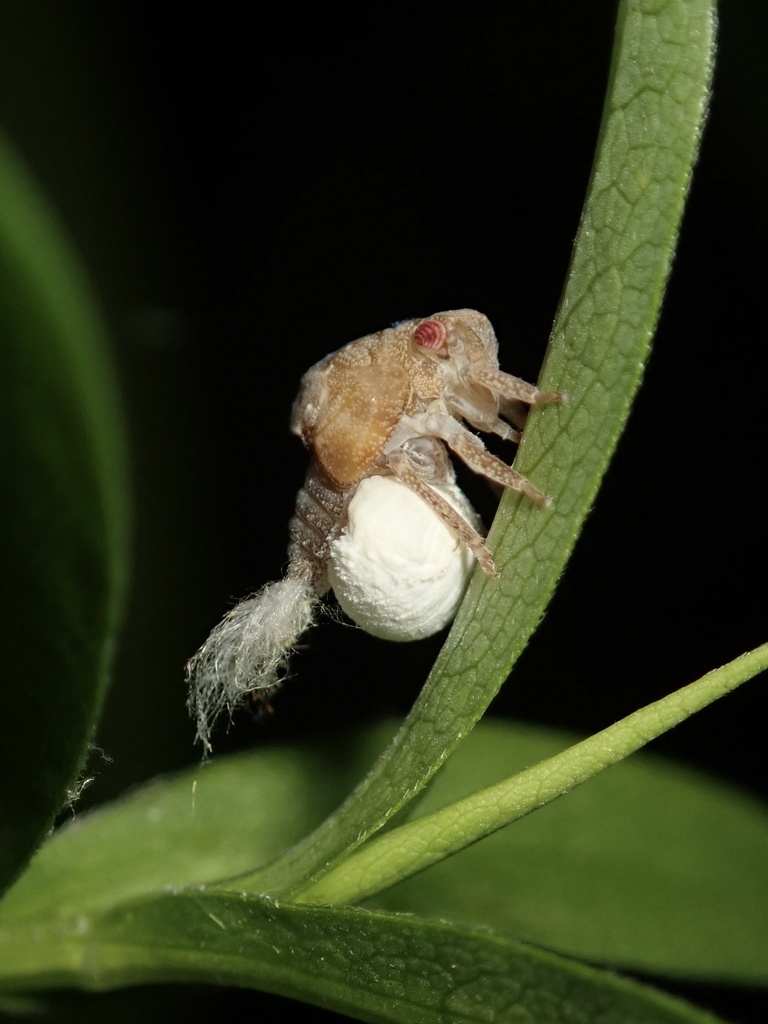 Planthopper Parasite Moth From Texas Rd Amherstburg ON CA On July 26