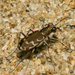 Bronze Tiger Beetle - Photo (c) Timothy Reichard, all rights reserved, uploaded by Timothy Reichard