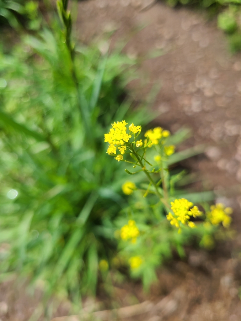 Mountain Tansymustard From Los Alamos County NM USA On August 1 2022