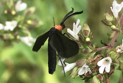 Polillas Negras género Harrisina NaturaLista Colombia