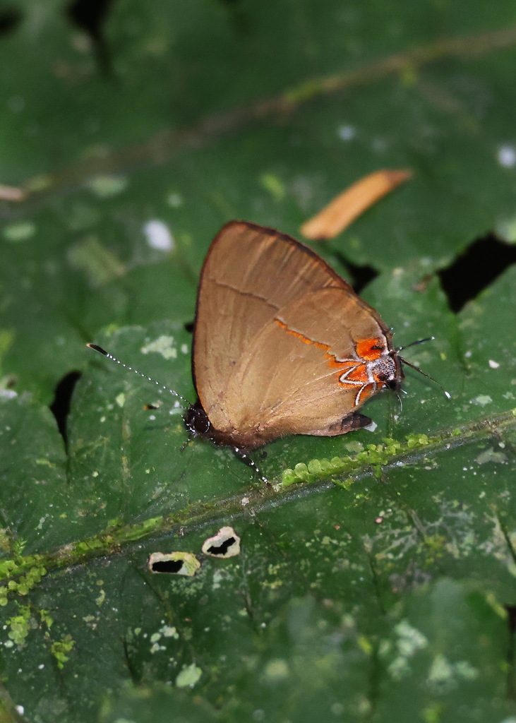 Calycopis Atnius From Heredia Province Sarapiqui Costa Rica On May 16