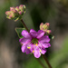 Mirabilis laevis crassifolia - Photo (c) NatureShutterbug, todos los derechos reservados, uploaded by Lynn Watson, Santa Barbara