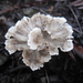Cotylidia diaphana - Photo (c) rjadams55, all rights reserved, uploaded by rjadams55