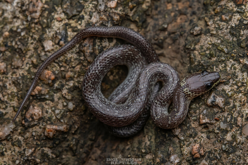 Common Wolf Snake In October 2021 By Artur Tomaszek INaturalist