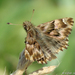 False Mallow Skipper - Photo (c) Valter Jacinto, all rights reserved
