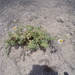 Perityle crassifolia crassifolia - Photo (c) Eric Knight, todos los derechos reservados