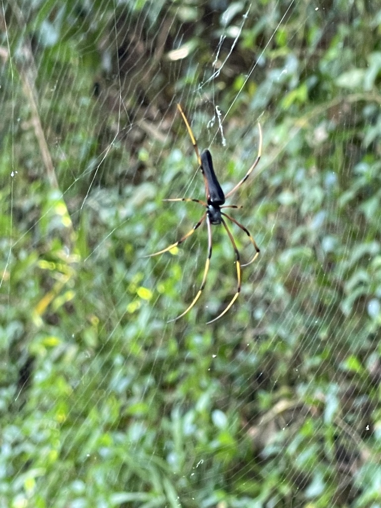 Giant Golden Orbweaver From Murphy St Port Douglas QLD AU On August