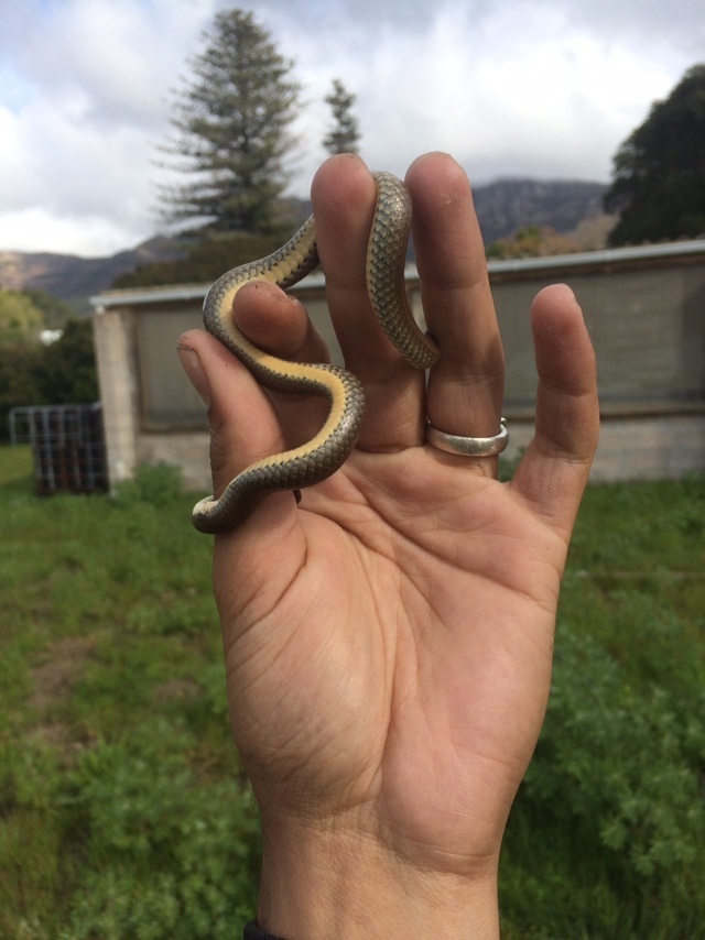 Common Slug Eater From Cape Academy Of Mathematics Science