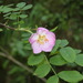 Alpine Rose - Photo (c) naturalist, all rights reserved, uploaded by naturalist