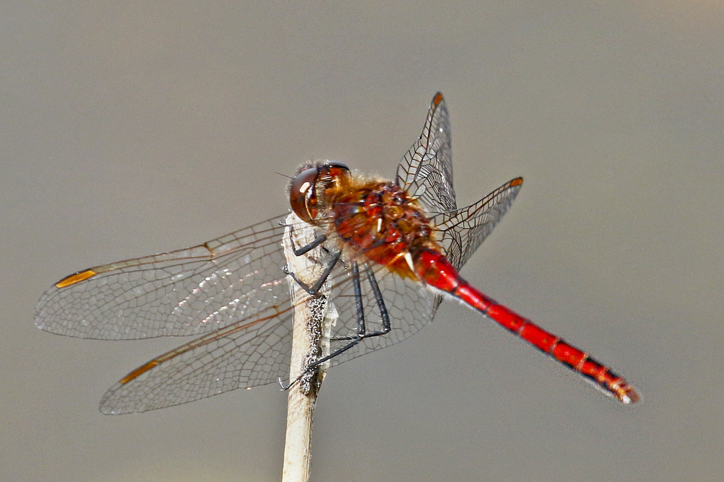 Saffron Winged Meadowhawk From Errol NH USA On August 11 2022 At 04