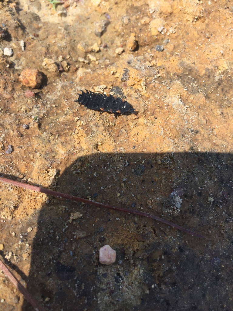 Escarabajos alas de red desde 45205 Ixtlahuacán del Río JAL MX el 29