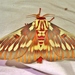 Splendid Royal Moth - Photo (c) Jay Keller, all rights reserved, uploaded by Jay Keller