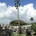 波羅麻 - Photo 由 Miguel González Botello 所上傳的 (c) Miguel González Botello，保留所有權利