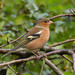 British Chaffinch - Photo (c) Lee Hamilton, all rights reserved