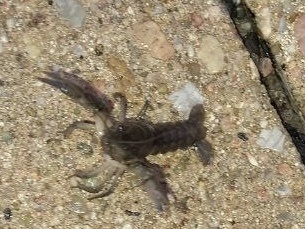 Cambarid Crayfishes From Lincoln St Seward Ne Us On August