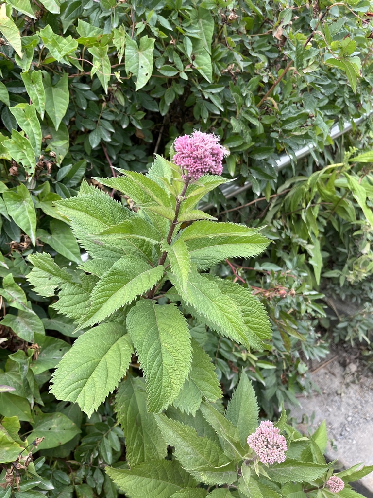 Coastal Plain Joe Pye Weed From Fort Williams Park Cape Elizabeth ME