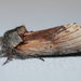 Red-humped Caterpillar Moth - Photo (c) Larry Clarfeld, some rights reserved (CC BY-NC), uploaded by Larry Clarfeld